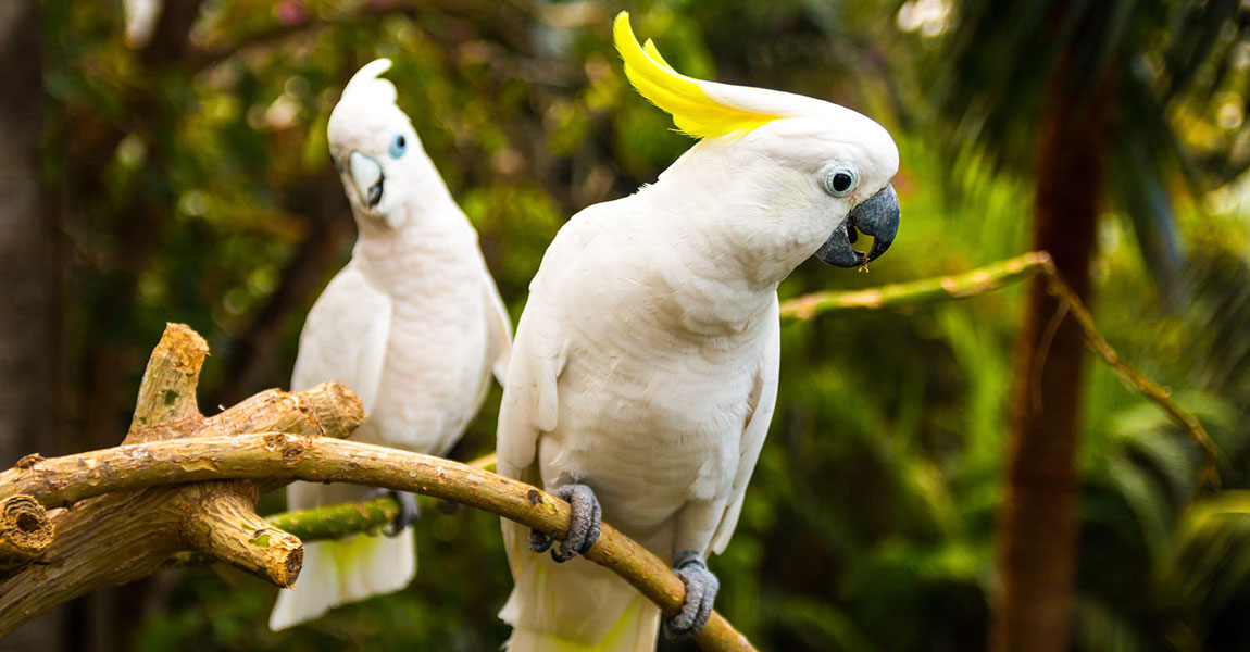 Cockatoo