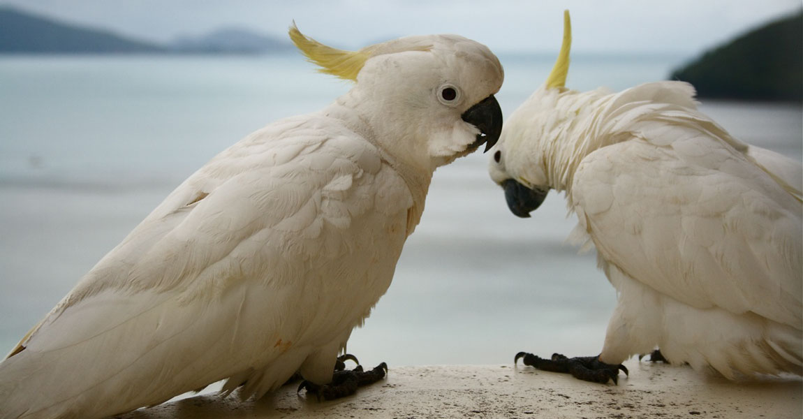 Beak Problems on Cockatiels