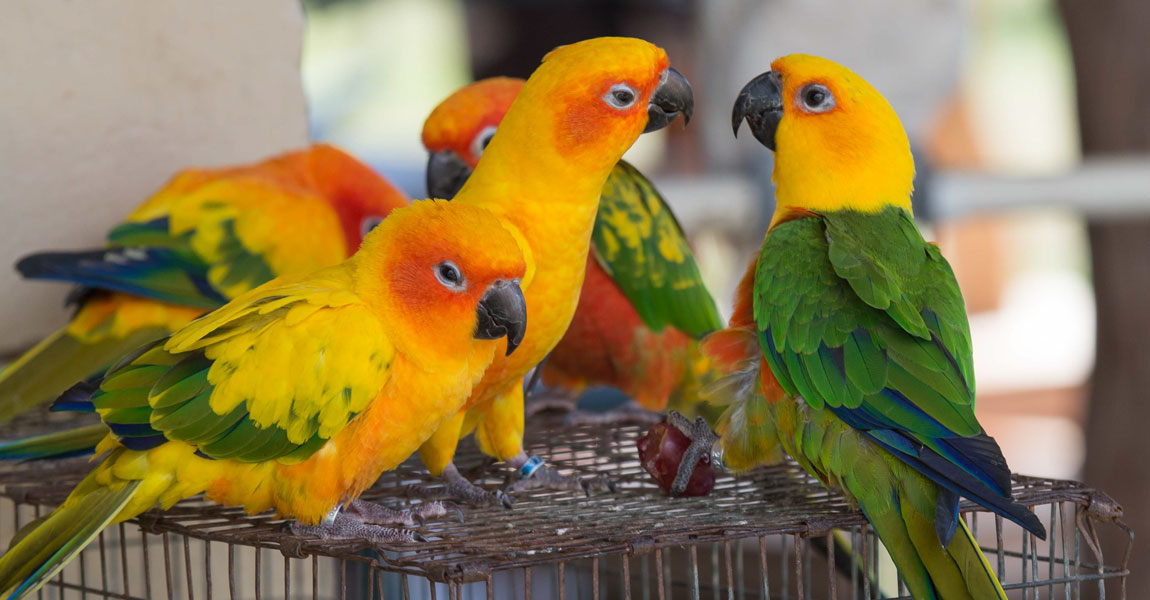 Conures