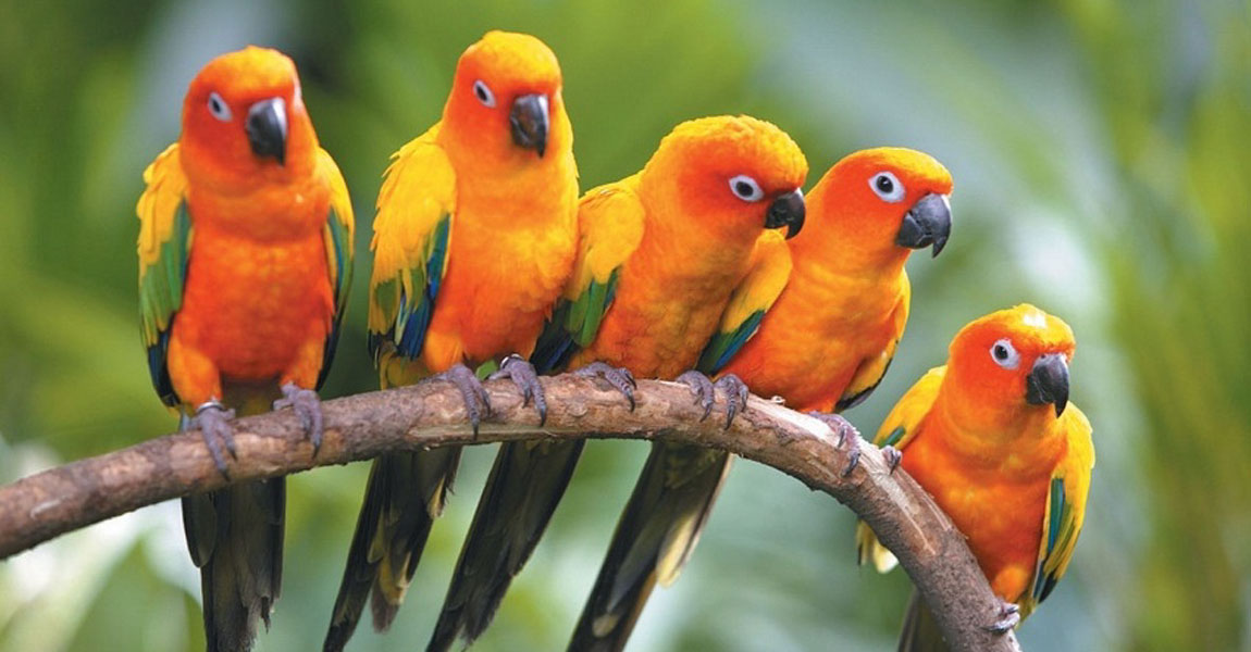 Conures