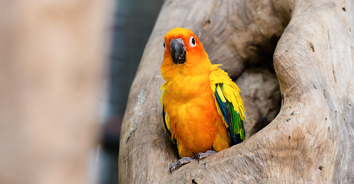 Conures