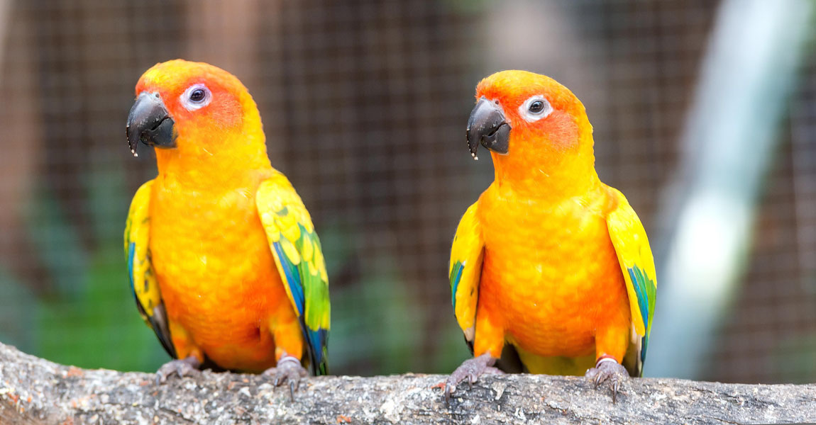 Conures