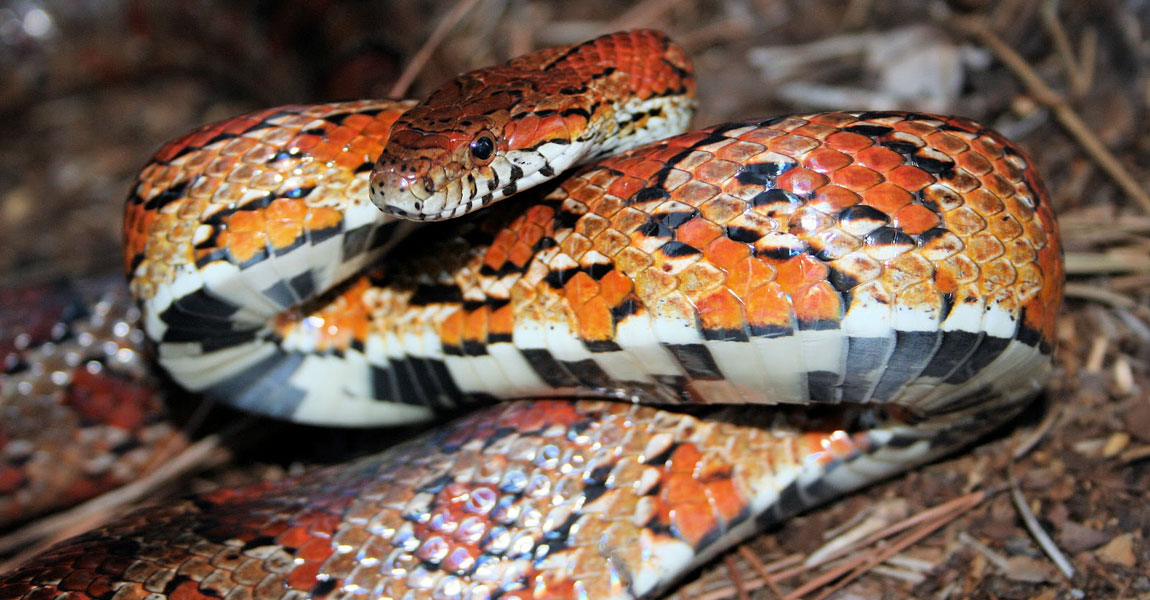 Corn Snake