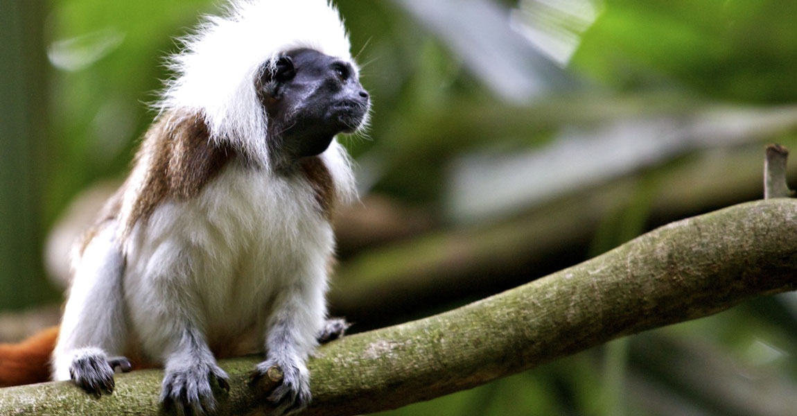 cotton top tamarin monkey