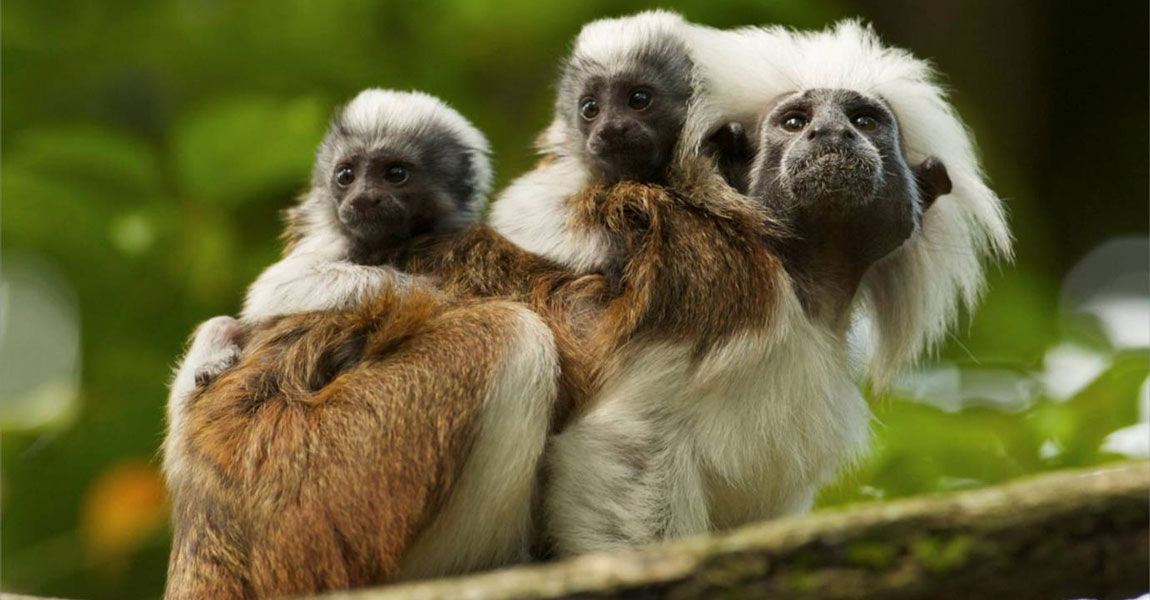 Cotton top monkey for sale cheap