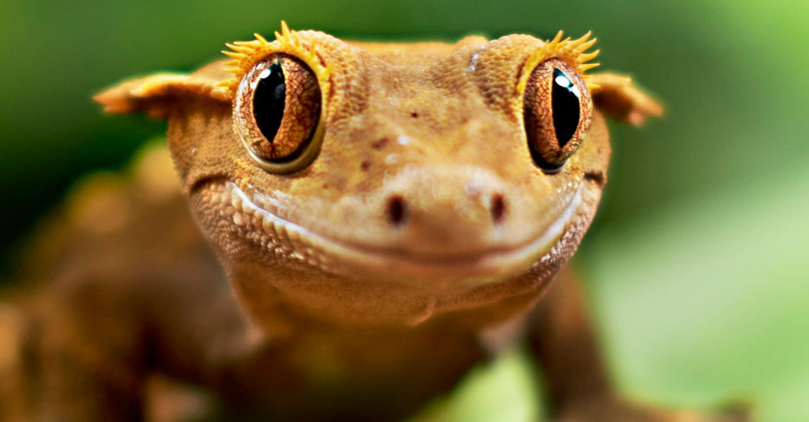 Crested Gecko