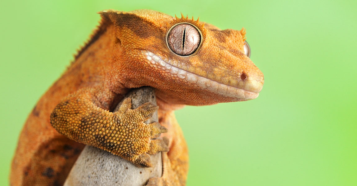 Crested Gecko