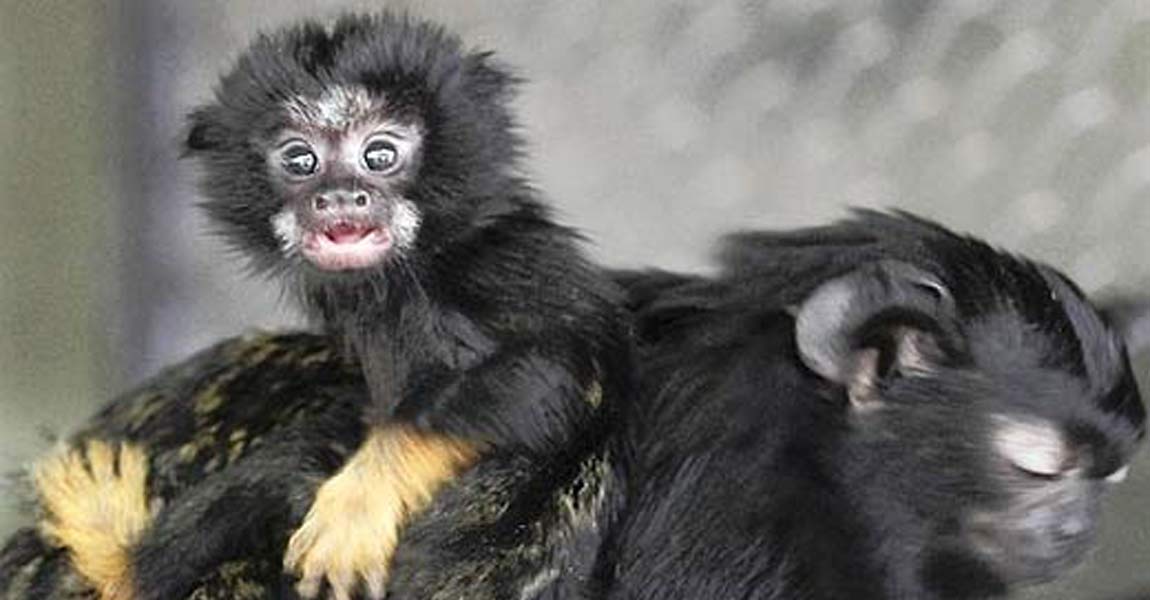 Exotic Pets Laws
