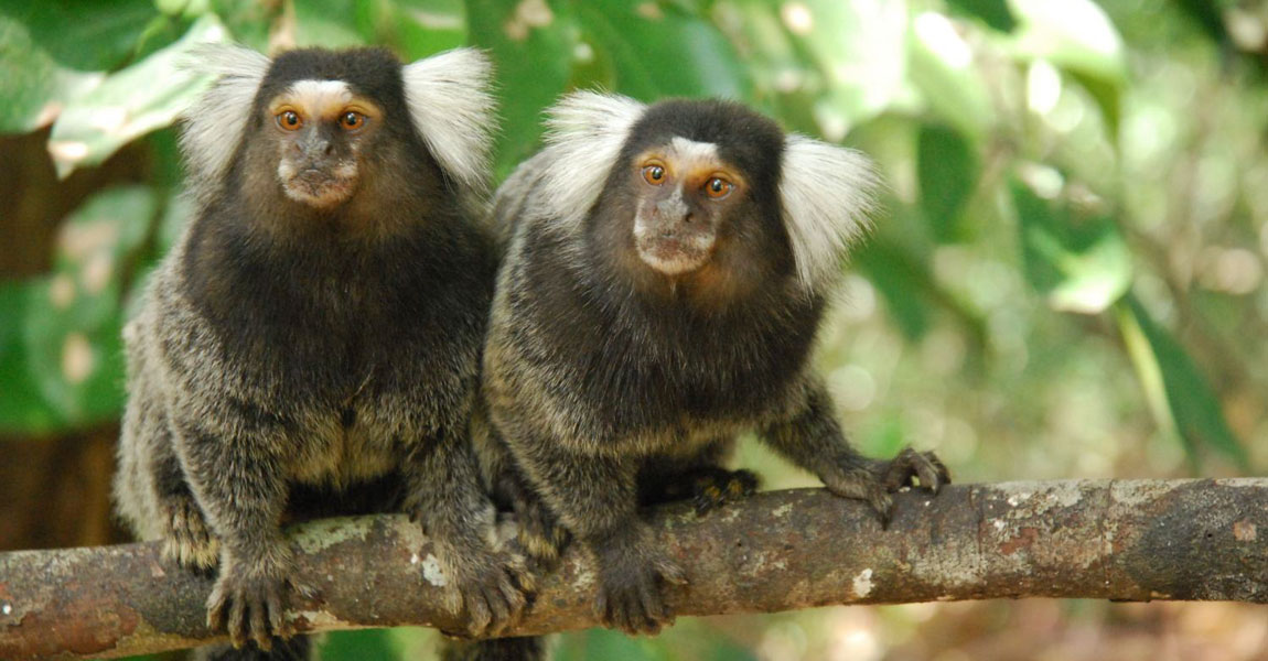 Marmoset Monkey