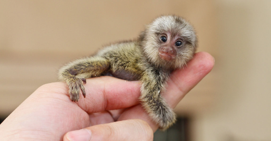 Marmoset Monkey