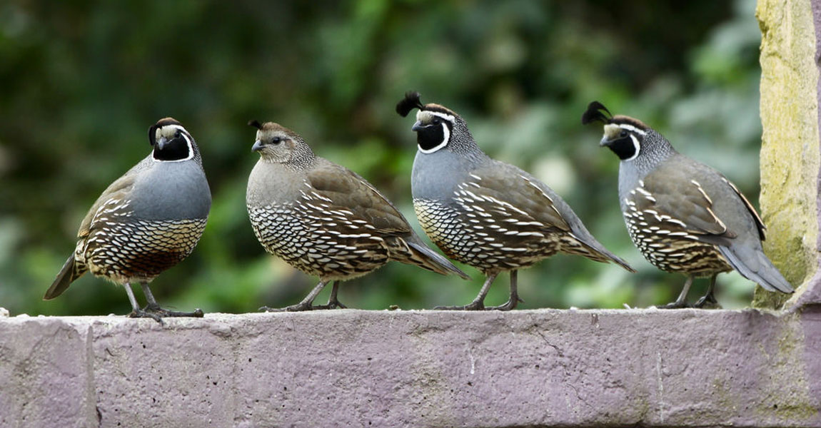 Quail Quail