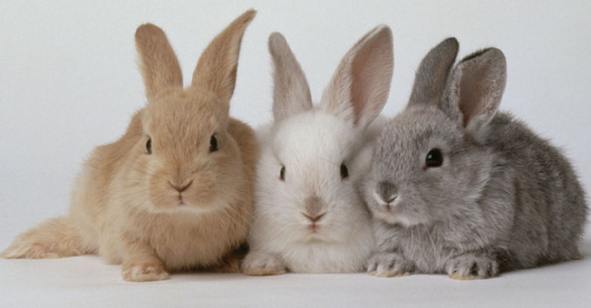 Rabbits