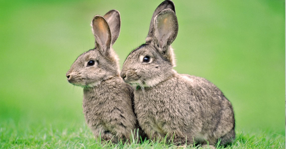 Rabbits