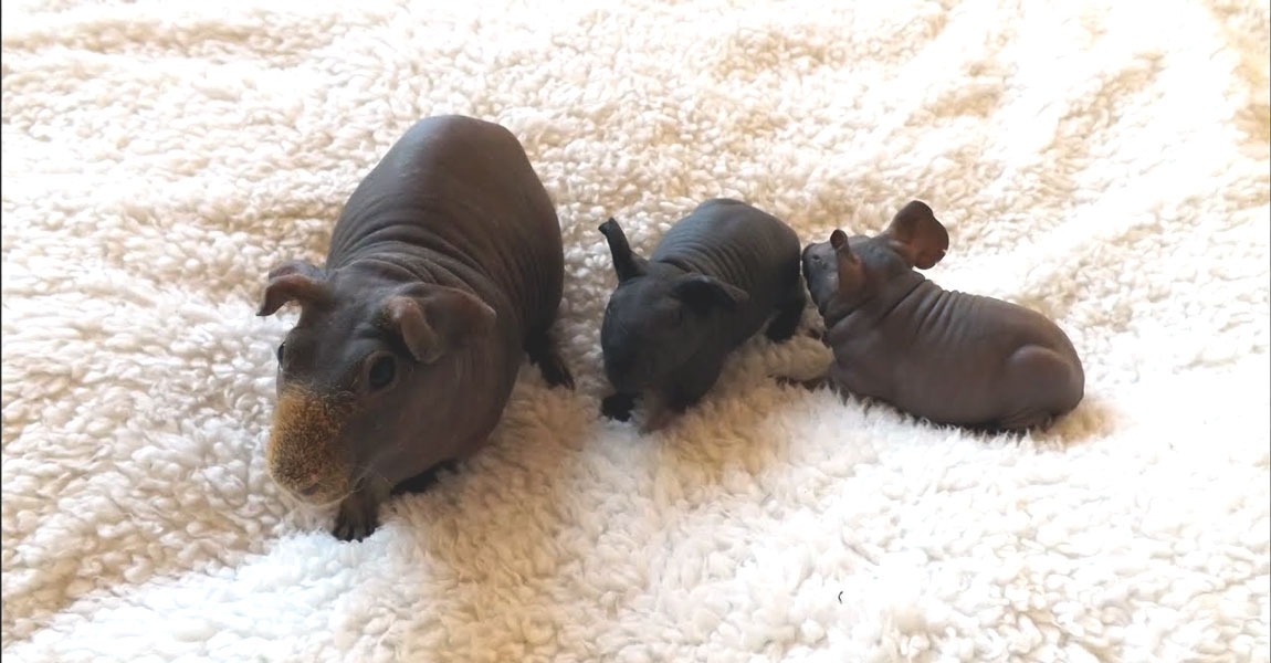 Skinny Pig