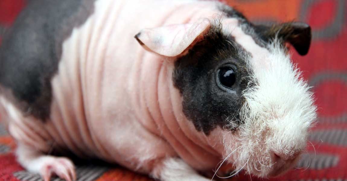 Skinny Pig