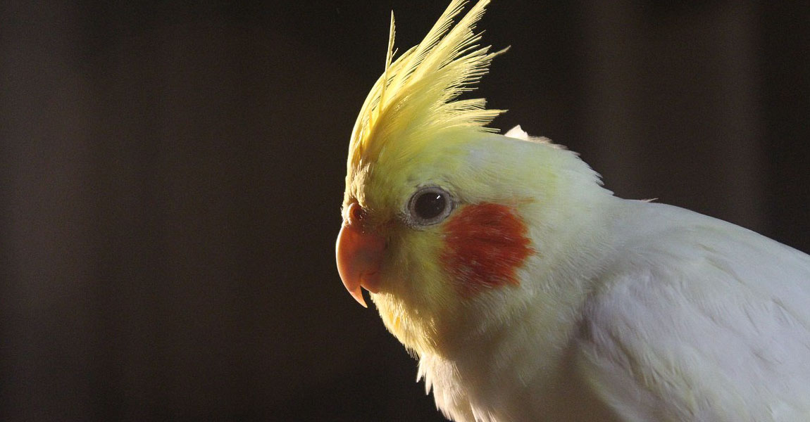 Cockatiel