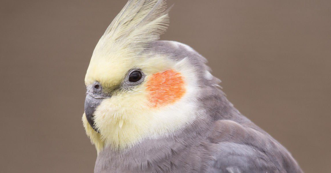 Cockatiel