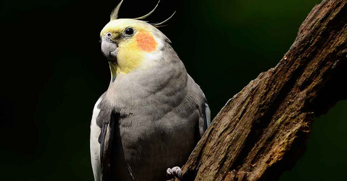 Cockatiel