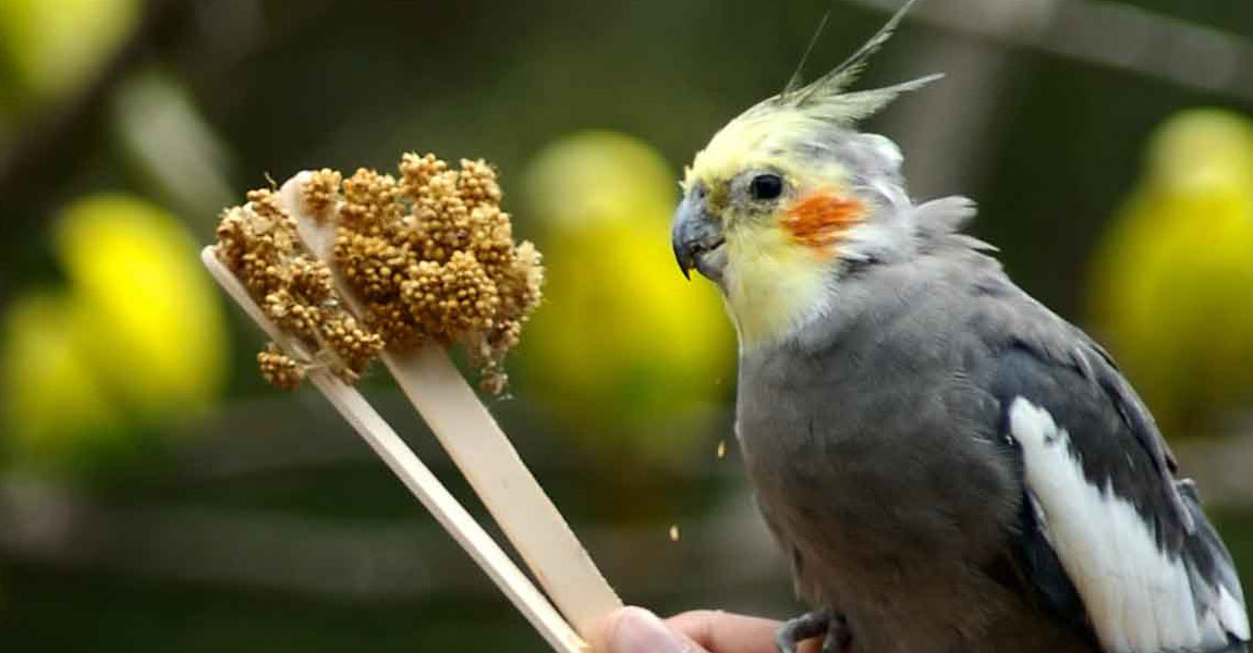 Cockatiel