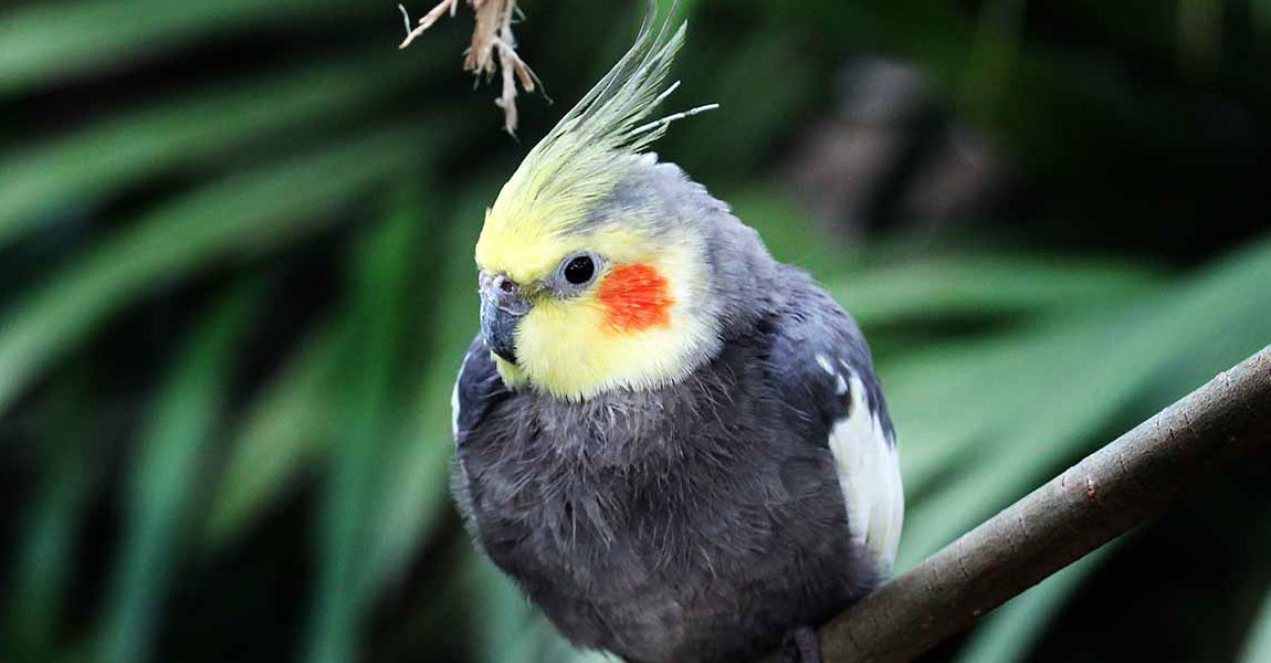 Cockatiel