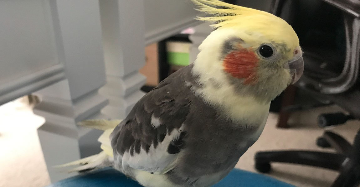 Cockatiel