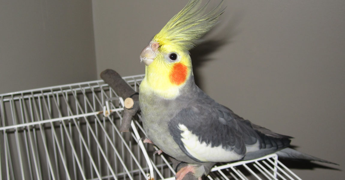 Cockatiel