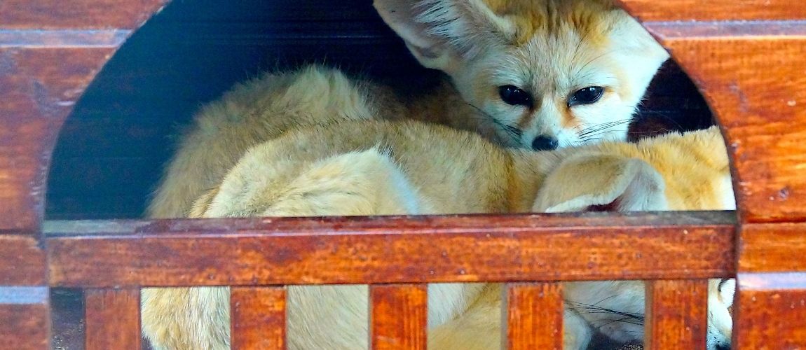 Understanding the Strange Behavior of Your Pet Fennec Fox