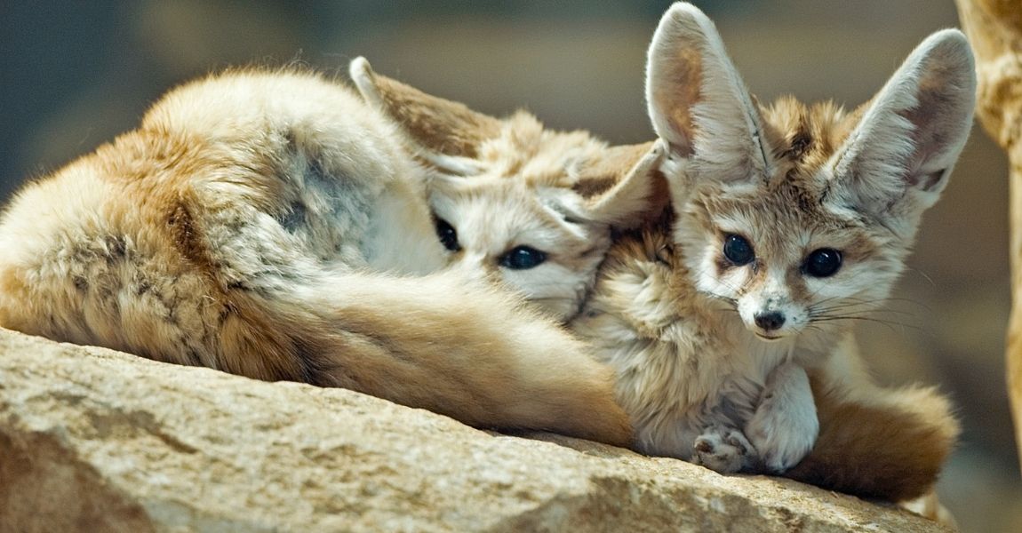 Exploring Fun Activities with Your Pet Fennec Fox: Where to Take Them for a Good Time