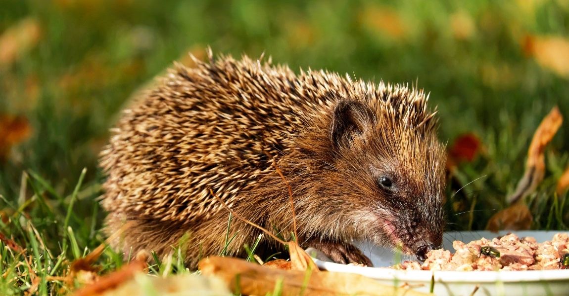 Understanding Your Pet Hedgehog