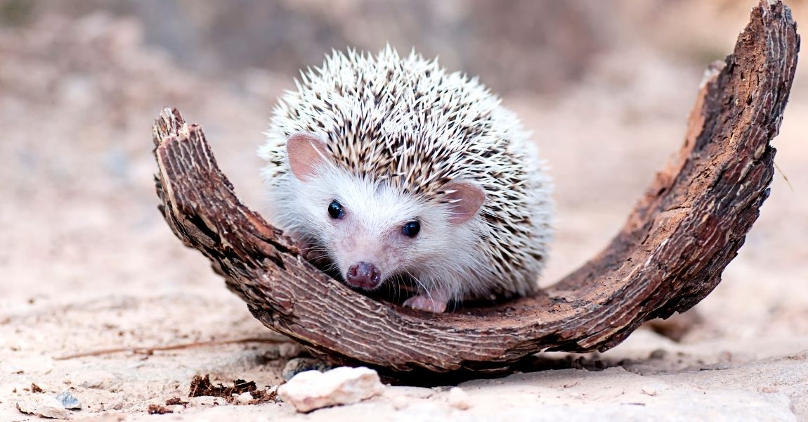10 Essential Things You Must Know About Pet Hedgehogs
