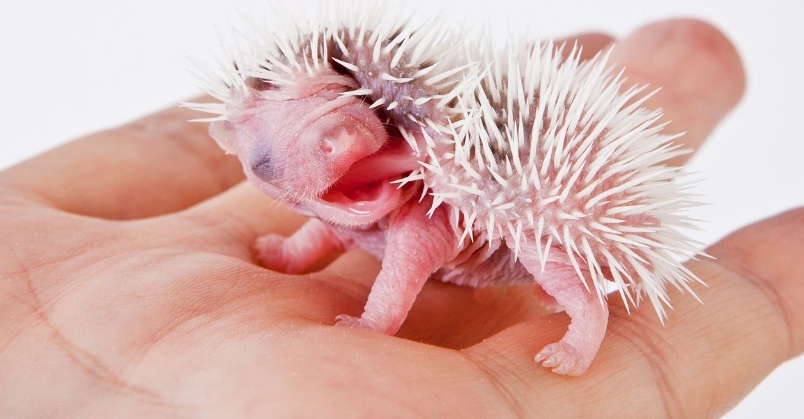 A Step-by-Step Guide to Bathing Your Pet Hedgehog