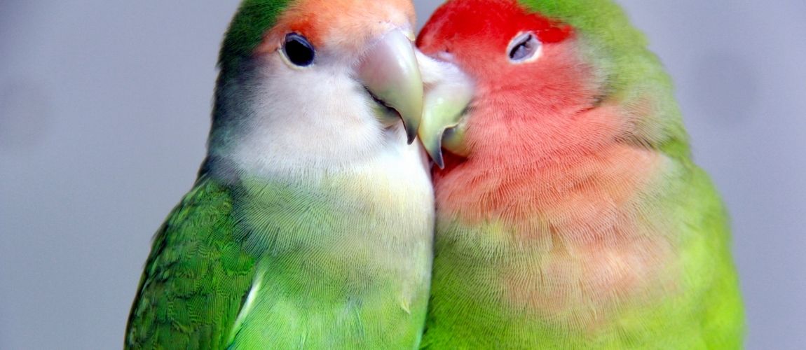 Understanding Your Lovebird