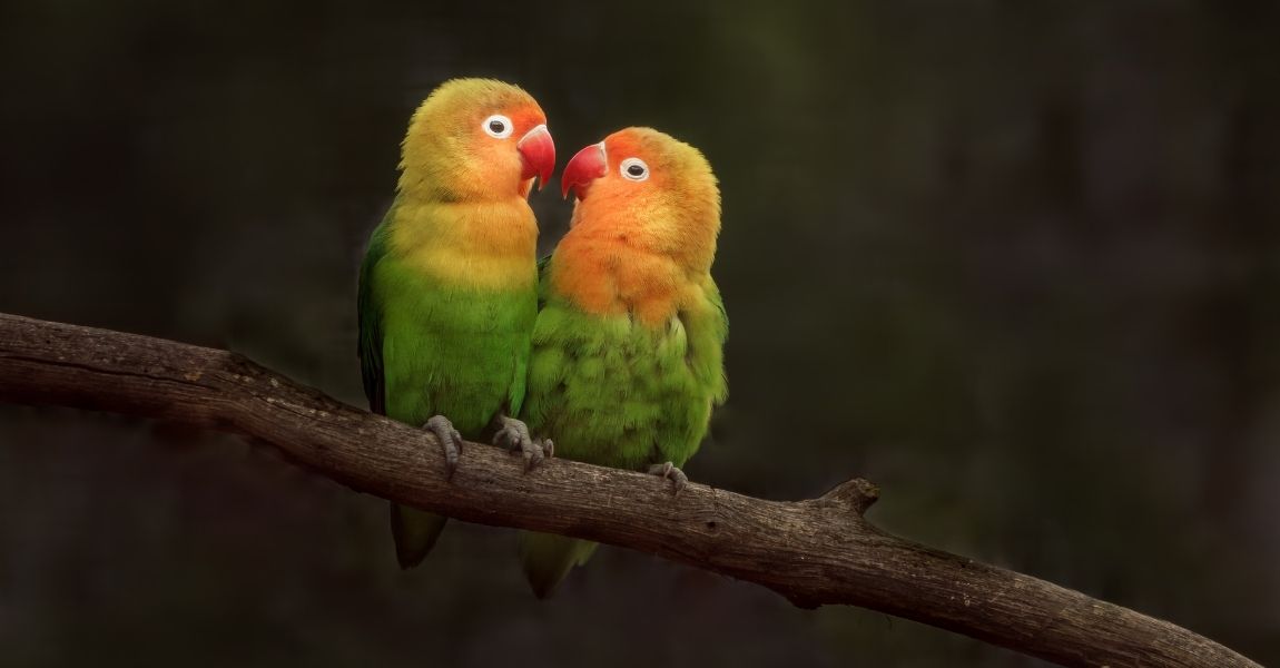 A Step-by-Step Guide to Bathing Your Pet Lovebird