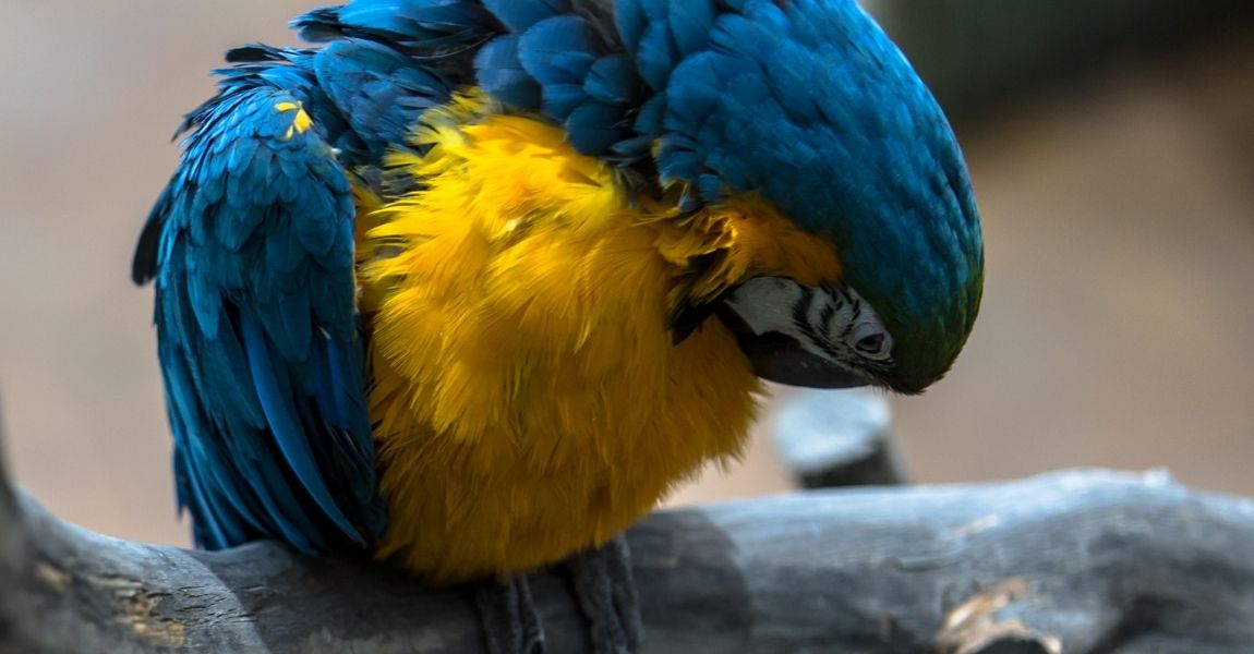 Creating the Perfect Enclosure for Your Pet Macaw 