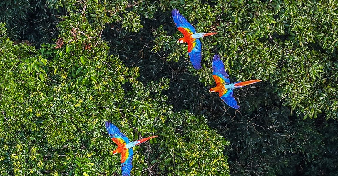Teaching Tricks to Your Pet Macaw: A Step-by-Step Guide 