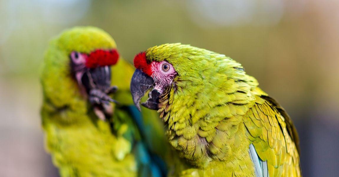Tips on Cleaning Your Macaw Enclosure: Maintaining a Clean and Healthy Habitat