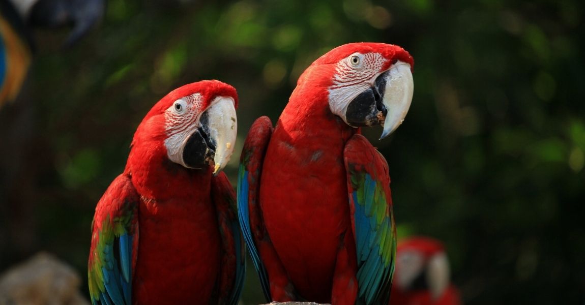 Keeping Your Pet Macaw Entertained and Mentally Stimulated 