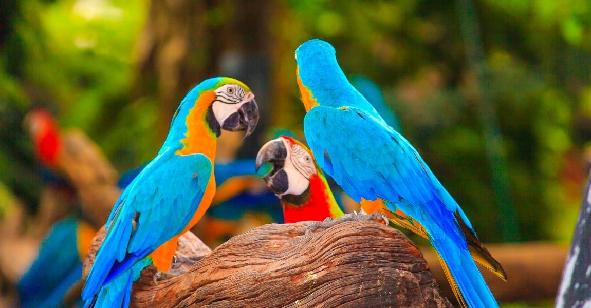 Things to Consider Before Adopting a Pet Macaw 