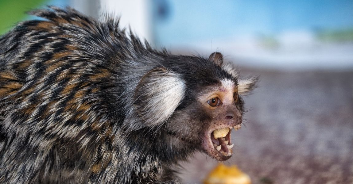 Marmoset Monkey eating 