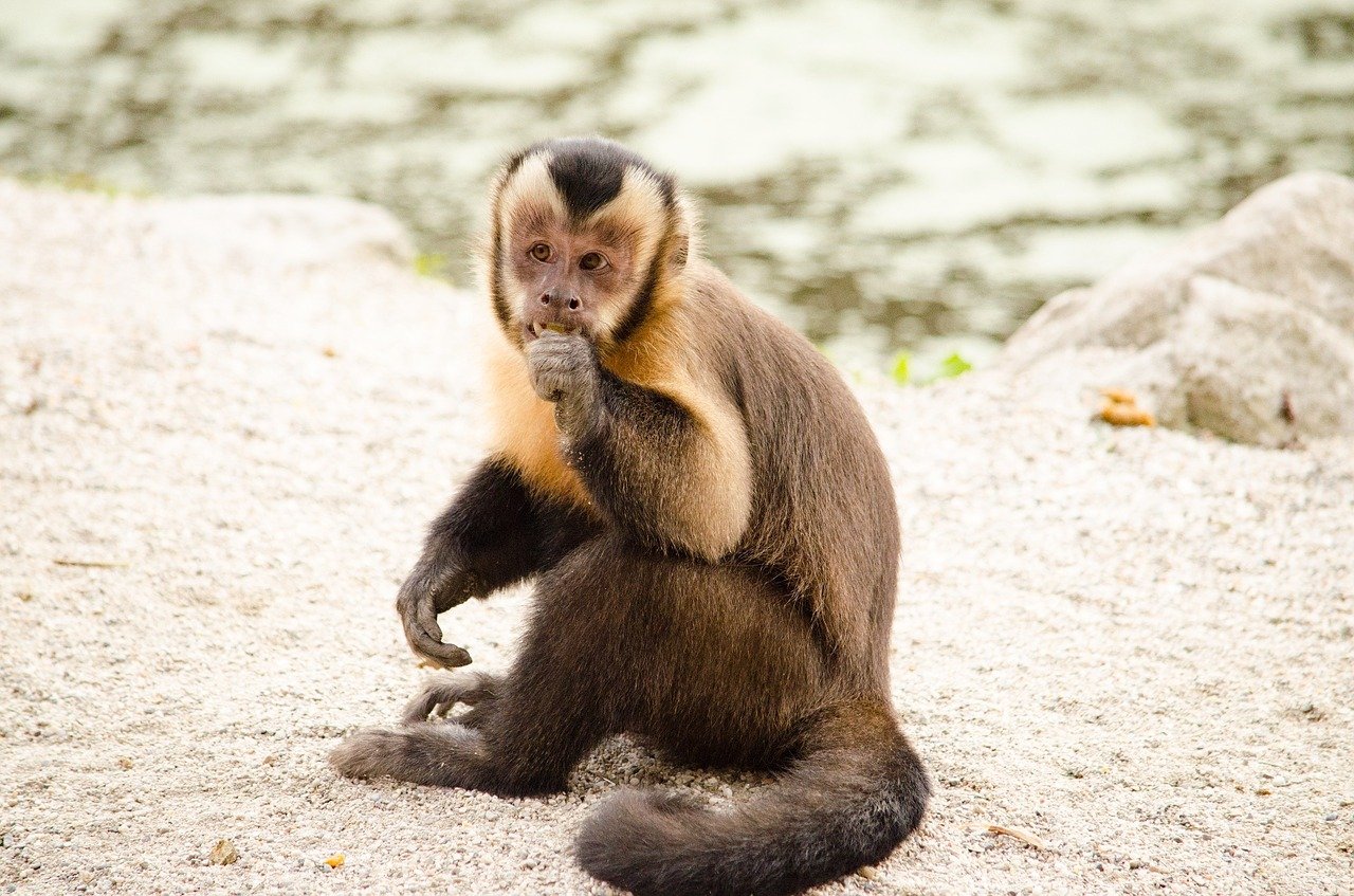 Marmoset Monkey