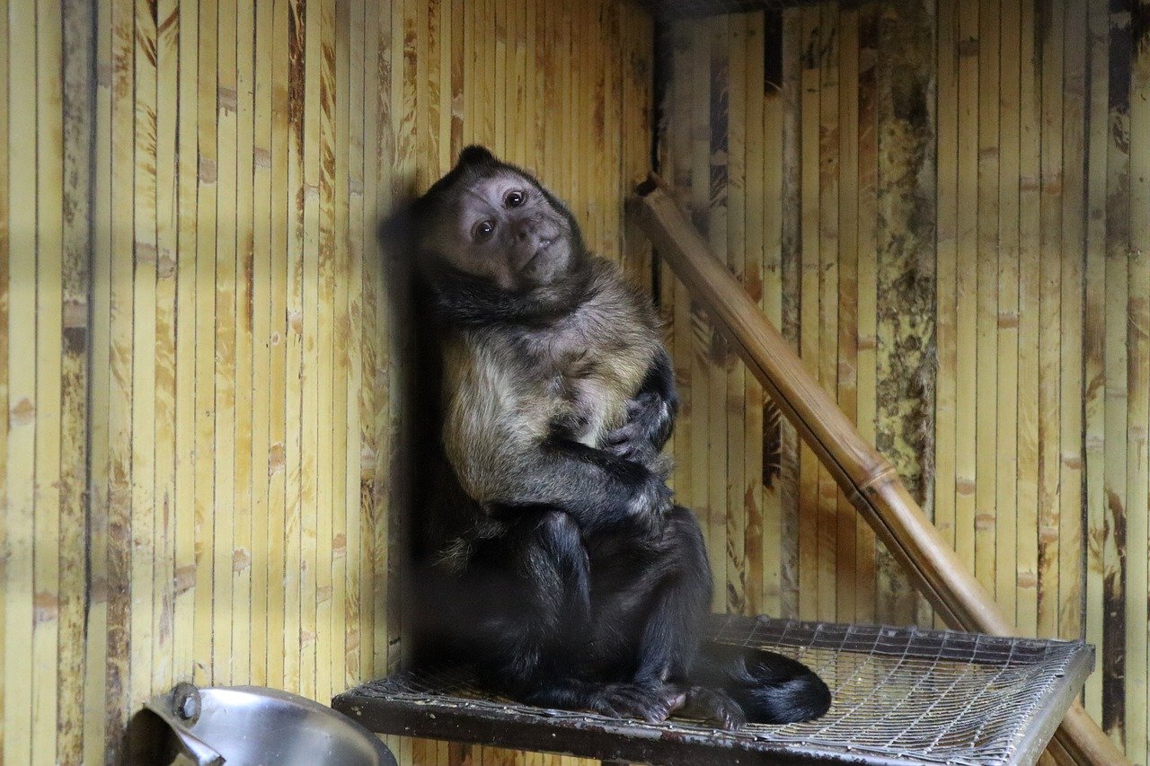 Marmoset Monkey