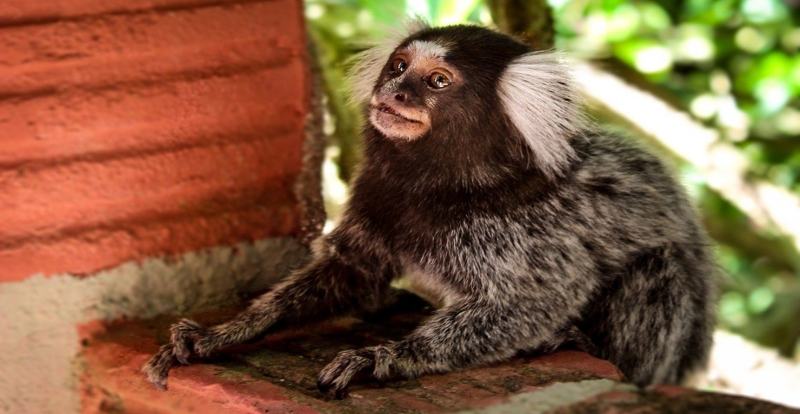 Marmoset Monkey