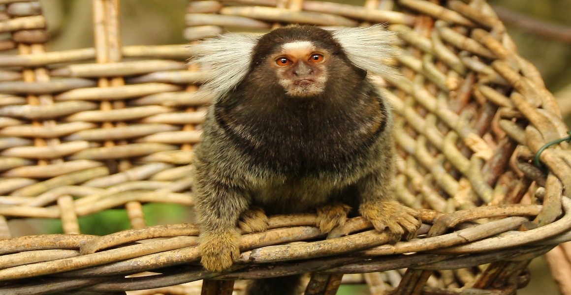 Marmoset Monkey