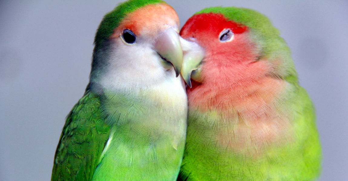 love bird