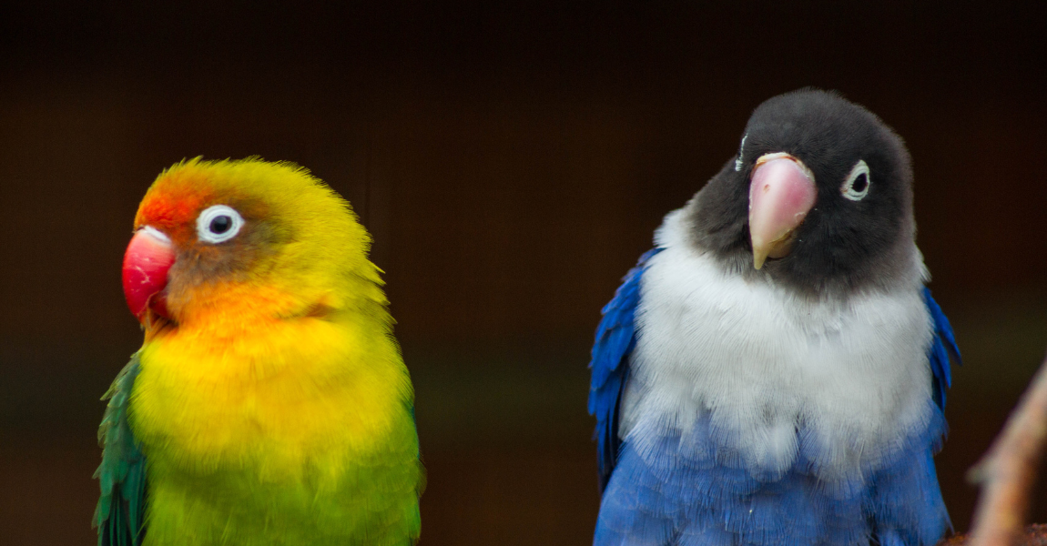 love bird 