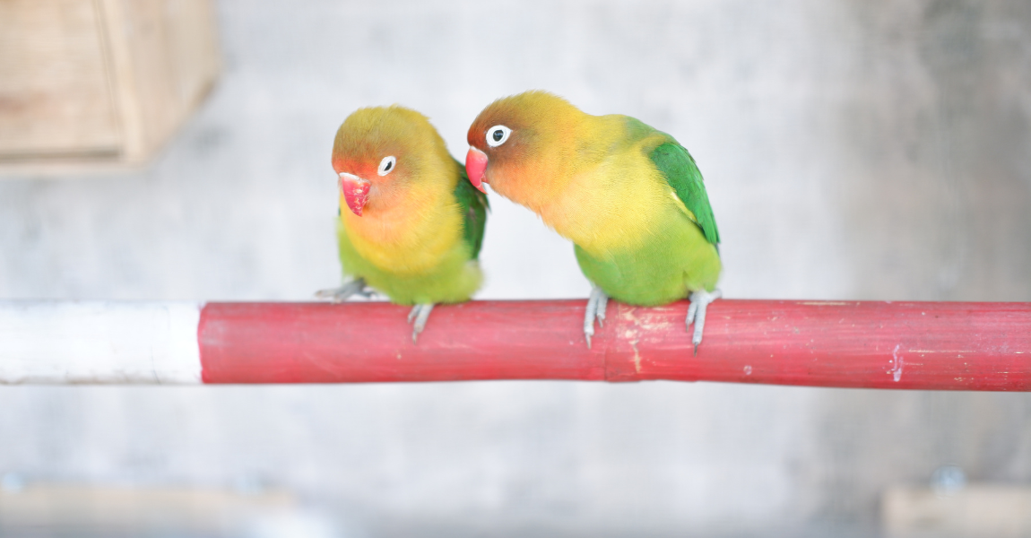 love bird