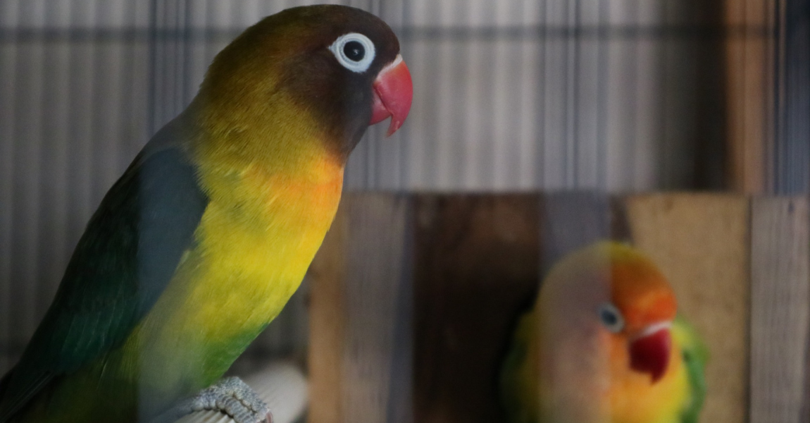 love bird 