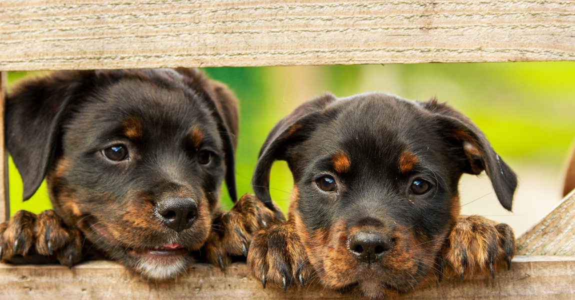 pups