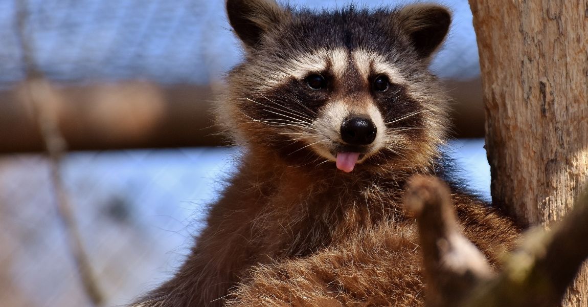Understanding Your Pet Raccoon
