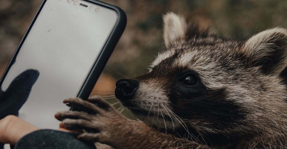 Exploring the Quirky World of Pet Raccoons: Unraveling Their Weird Behaviors